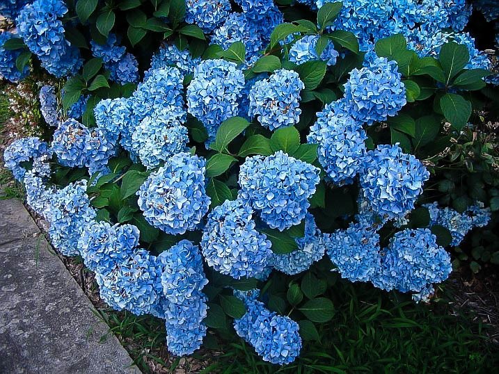 Beautiful Blue Flowers in the world